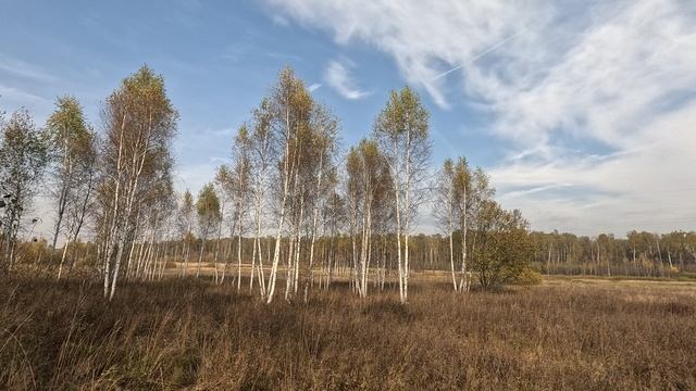 Фотий по вальдшнепу 07-10-2024