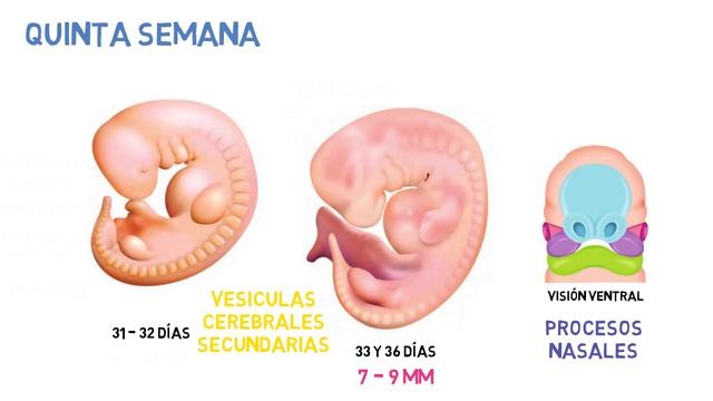 ✅ CAMBIOS EXTERNOS EN EL EMBRIÓN | PERIODO EMBRIONARIO  📚 EMBARAZO 👶 EMBRIOLOGÍA