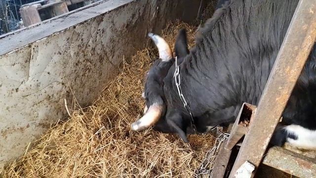 Одна на хозяйстве.Работа,дом,хозяйство,уроки-как все успеть...