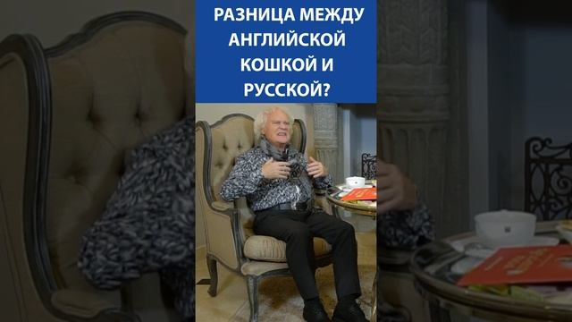 КУКЛАЧЕВ: о разнице между английской и русской кошкой #shorts