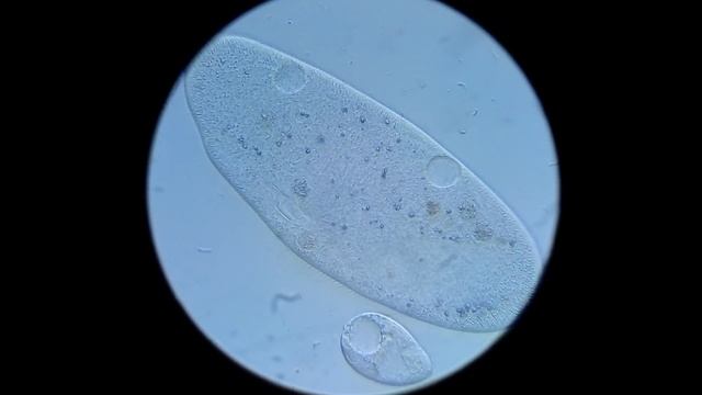 Paramecium sp., Pantofelek, under a microscope 640x