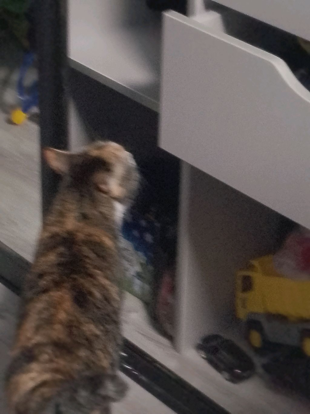 моё лицо и кошка
