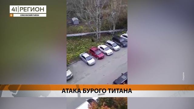 МЕДВЕДЬ ЧУТЬ НЕ НАПАЛ НА ЖЕНЩИНУ В ПАРАТУНКЕ • НОВОСТИ КАМЧАТКИ