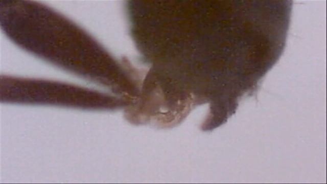 Ant Under QX5 Microscope (10x,60x,200x)