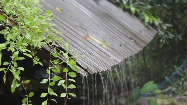 Yesterday natural rain.and a few days ago rainey day. by Last  Vlog  Rana.