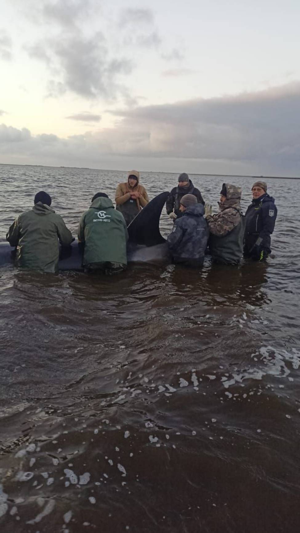 Полицейские Камчатского края принимали активное участие в спасении касаток