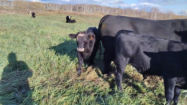 Для покупателя