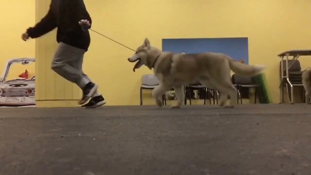 Нusky puppy (name WAKE UP NEIGHBORS ) gets ready for dog show | выставочная подготовка щенка хаски