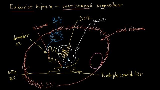 Eukariot hujayralardagi organellalar | Hujayralar | Yuqori sinf biologiyasi