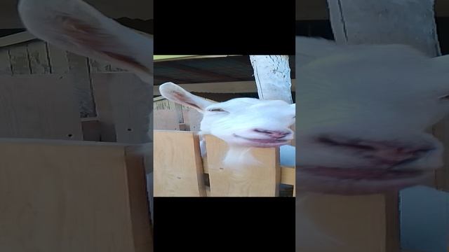 козлы