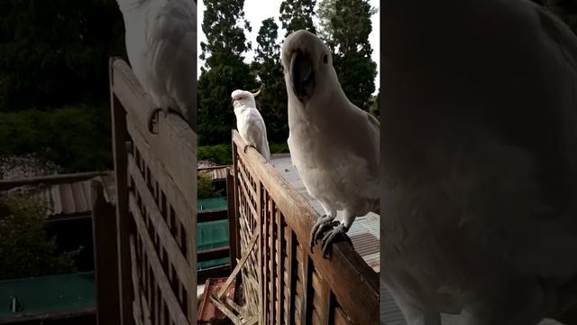 Naughty cockatoo tries to steal my phone!