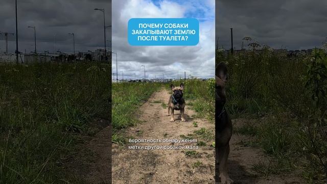 Почему собаки закапывают землю после туалета?  #собака #bulldog #забавныеживотные