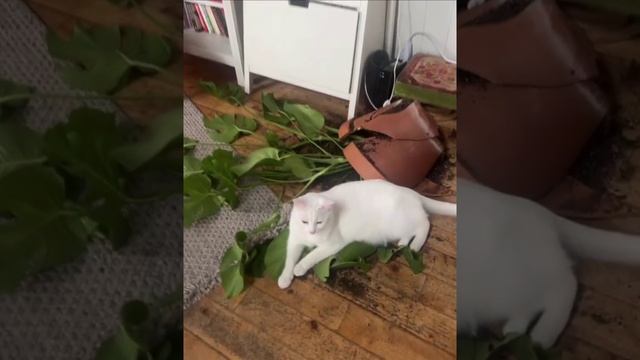 Коты и горшки, 2. 😭