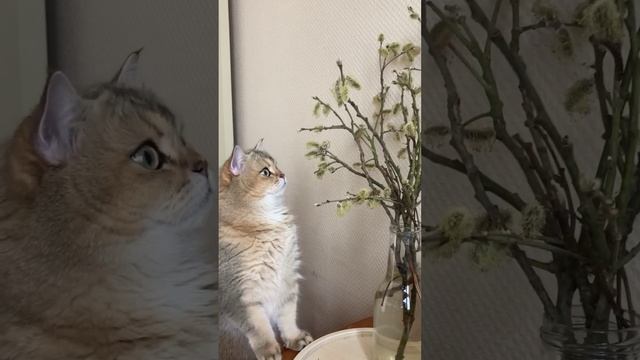 Кот Мартин и непонятное пушистое растение в вазе