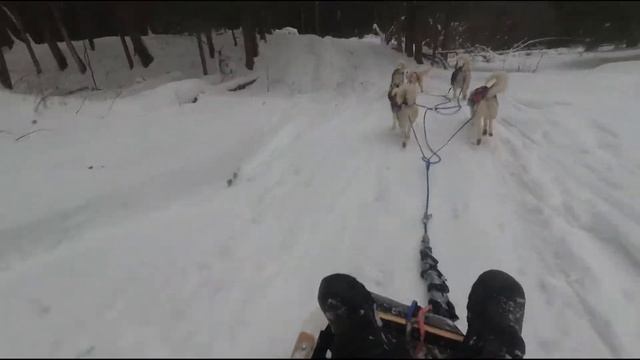 спуск с горы. Тренировка на ОРГРЭС. Собачья упряжка из 5ти хаски. Жизнь каюра