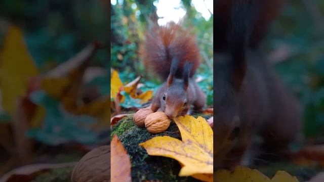 За день белка способна запастись орешками из сотни сосновых шишек, которыми затем сможет питаться...