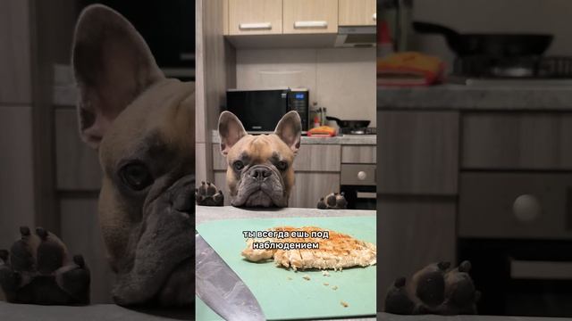 Жизнь с французским бульдогом - это ...  #собака #frenchbulldog #забавныеживотные