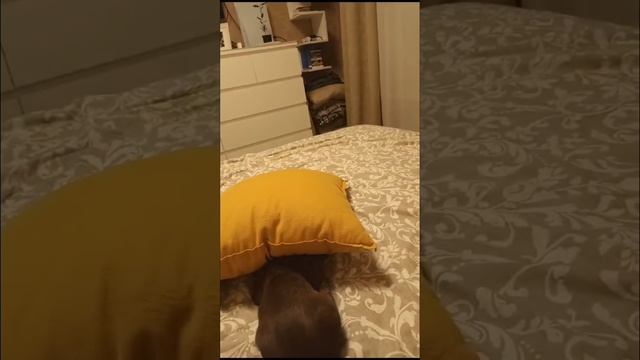 Играем с кошкой(бесится с морковкой)