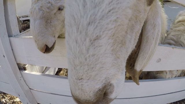 мы поехали в парк лам
