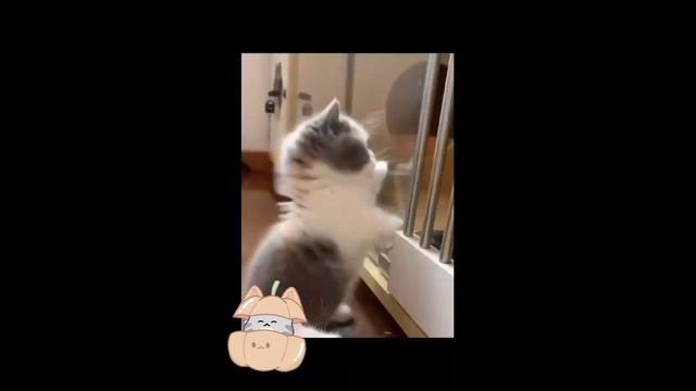 Приветик от Фифи!!! 🐱🐼#видео #кот #видеопрокотов #котики #cat #видеопроживотных #панда #юмор #коти