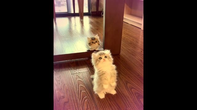 Funny small cats