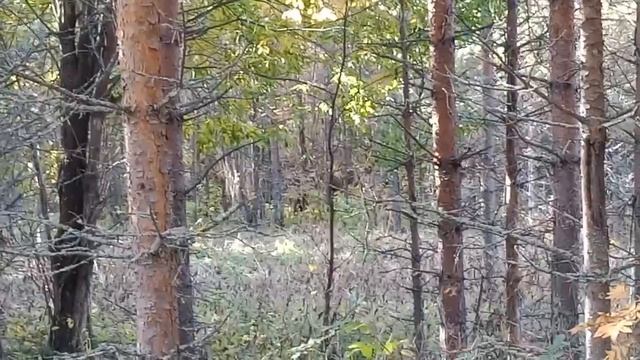 В Карелии мужчина столкнулся со стаей медведей, но вместо паники спокойно попросил их уйти.