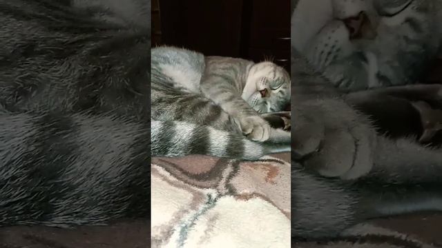 Сегодня никуда не пойду .  котик  Сеня#shorts_video #cat