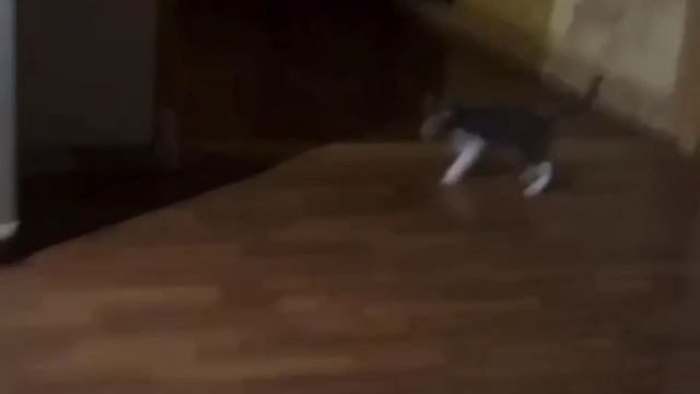 Ой, как страшно #прикол #прикольно #юмор #животные #коты #смех #смешно