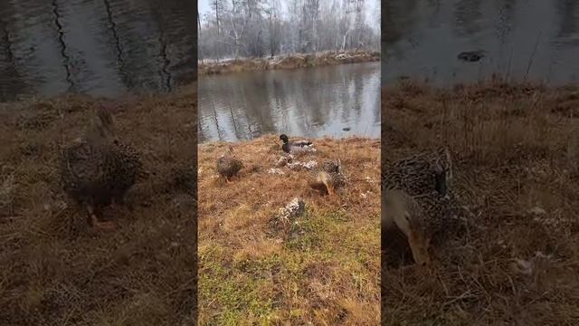 Утки просят еды у человека