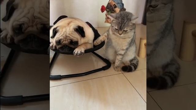 Спи, моя радость, усни😻