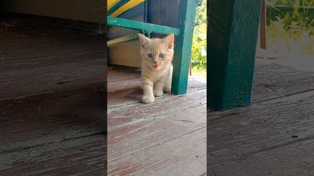 котику тоже жарко