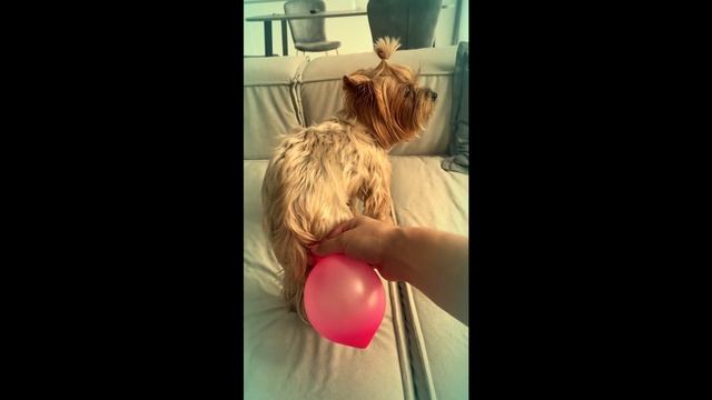my dog