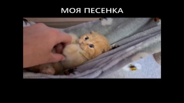 Песенка котёнка 
#кот #котик #видео #видеопрокотов #cat #котики