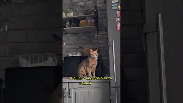 Как много всего уинас есть #голодныйкотик