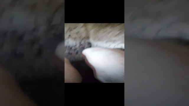 свиньи 🐷