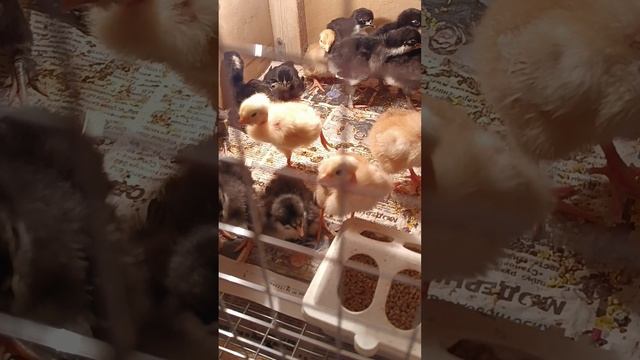 всё спят один на страже