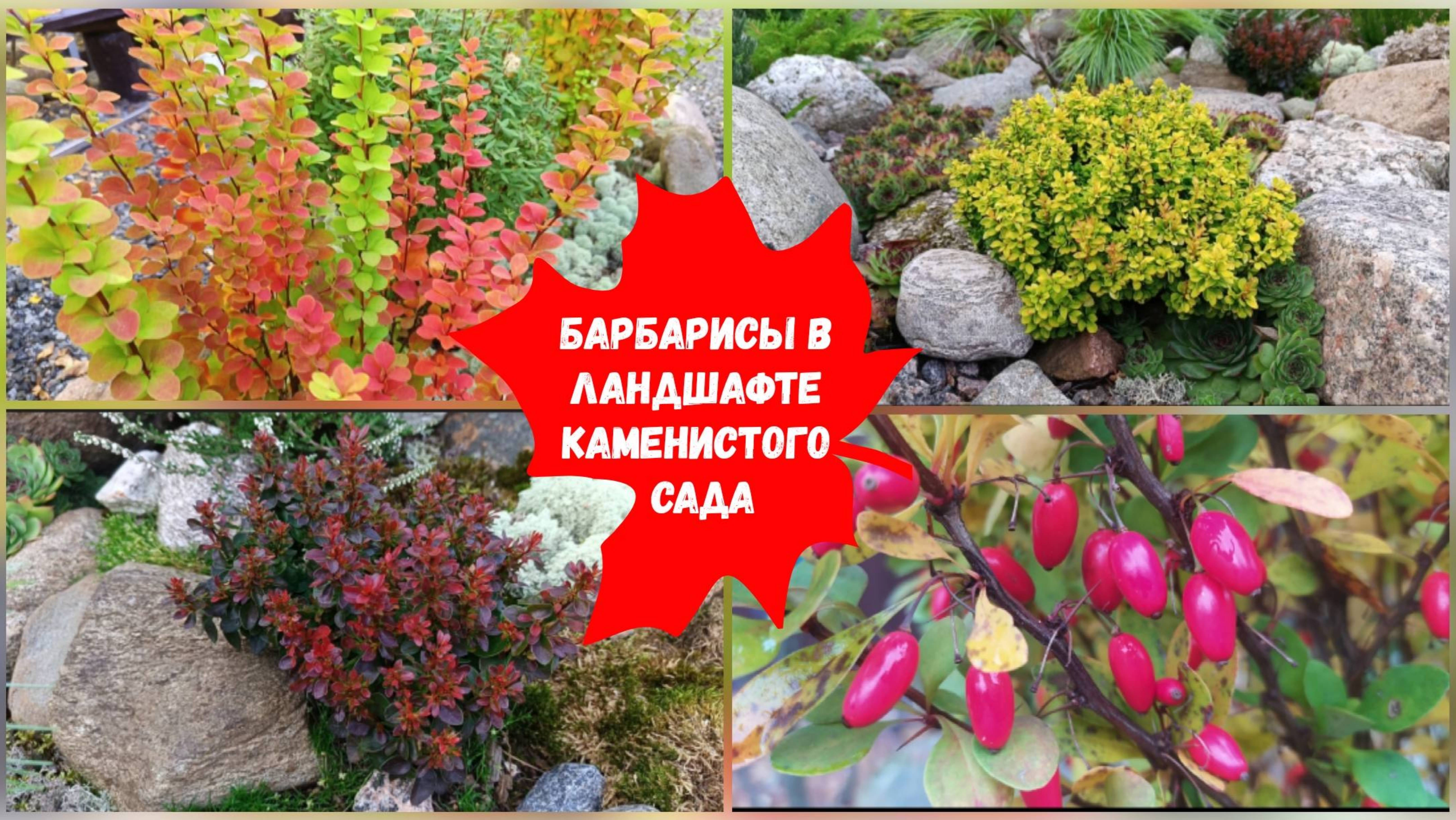 Барбарисы в ландшафте каменистого сада..mp4