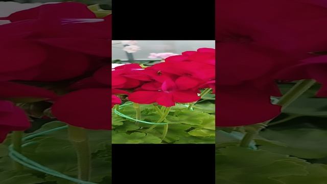 Пеларгония ЮГ Шукар