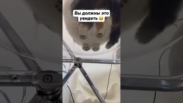 Мы в ВК https://vk.com/life_of_cats