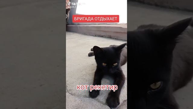 кот и кефир