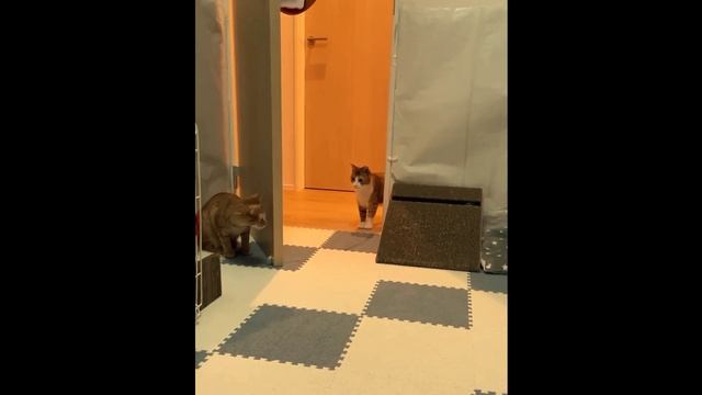 Funny cats play