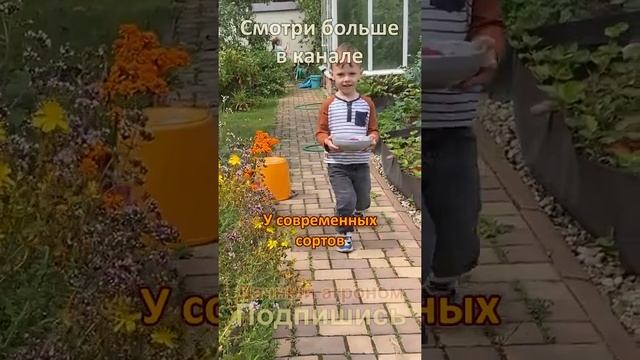 Бабушкин способ МАЛИНА ВЕДРАМИ