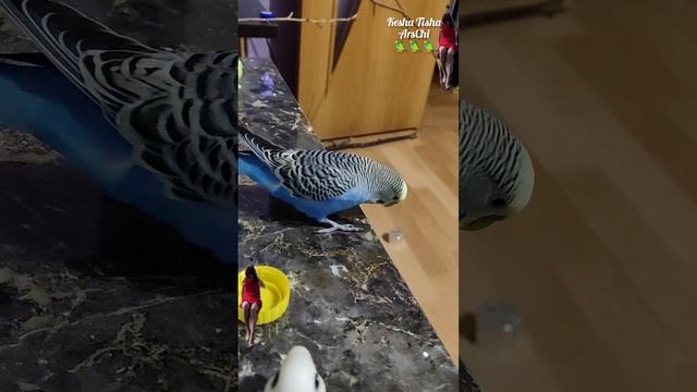 Птичкины красавчики 🦜🦜🦜Вечерний досуг 👍