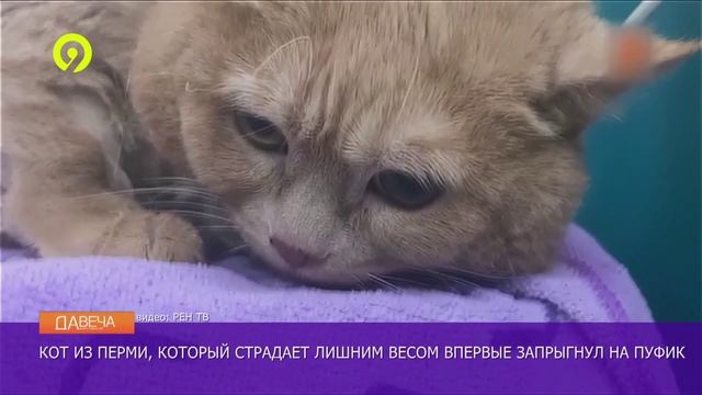 Кот Крошик запрыгнул на пуфик