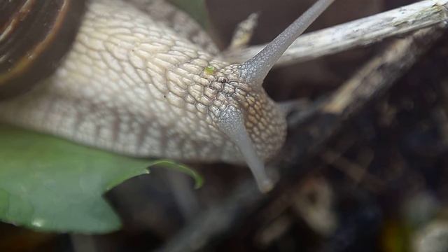 Виноградная улитка,Helix pomatia ,макро,ч2.