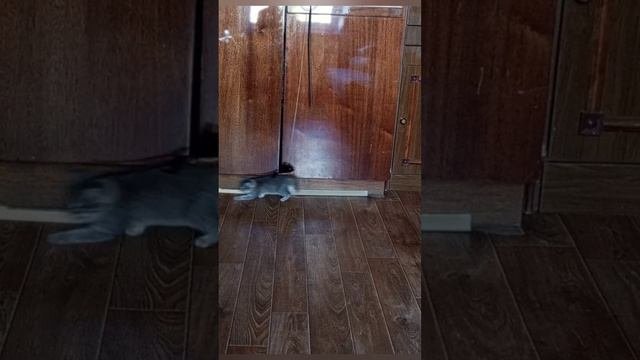 Обучение кота-мышелова проходит успешно🐱😃