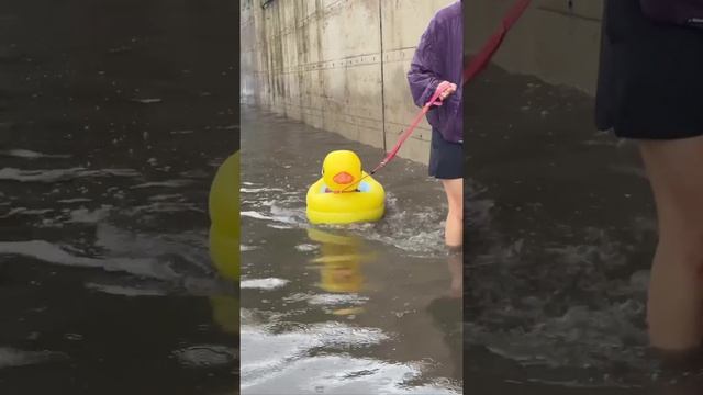 Когда на улице потоп, но собаку выгуливать нужно