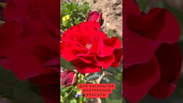 Аффирмация для раскрытия внутренней красоты
Любите себя❤️Берегите себя❤️