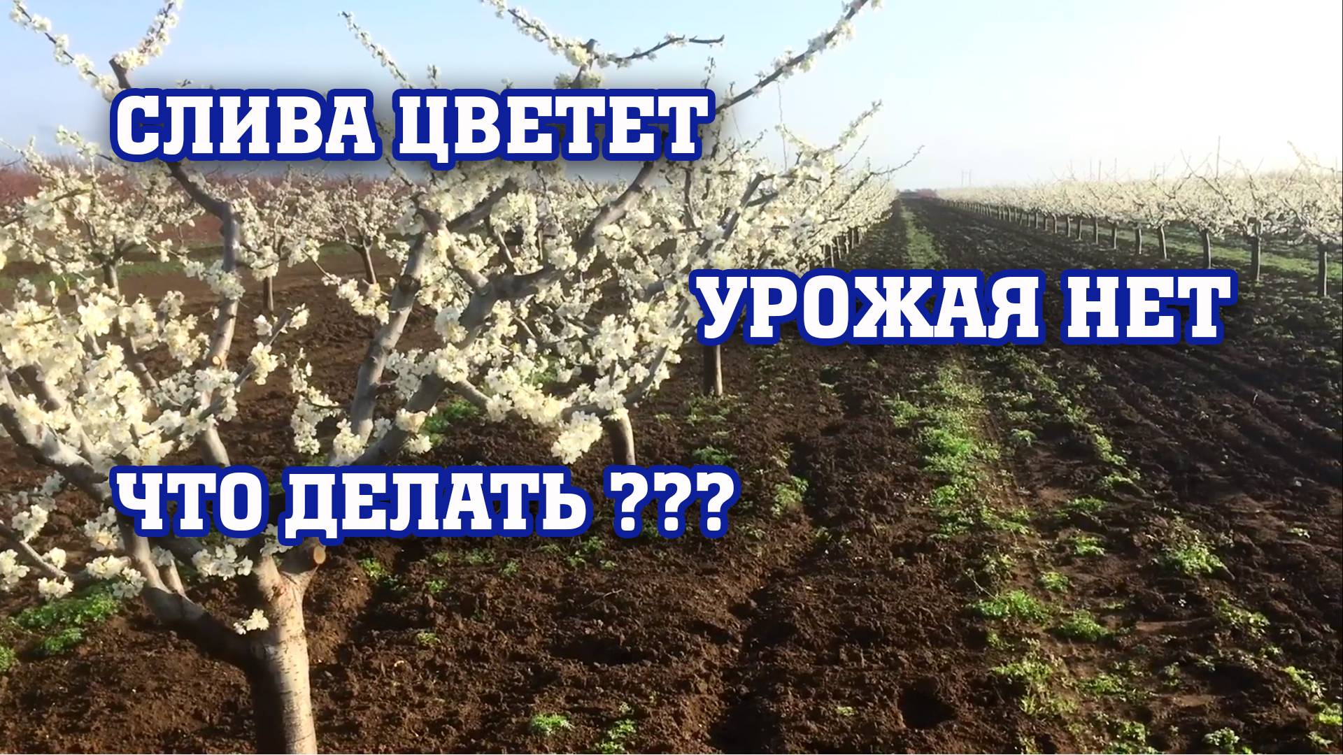 СЛИВА ЦВЕТЕТ ⧸ УРОЖАЯ НЕТ⧸ РЕШАЕМ ПРОБЛЕМУ!!!