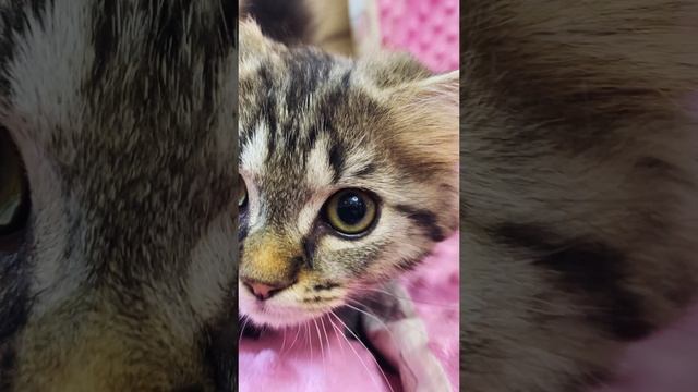 Ariel - малышка супермини 🩷 https://vk.com/okcats_40
Inst: @okcats_40 W.App/Tlg 89953272000 💌